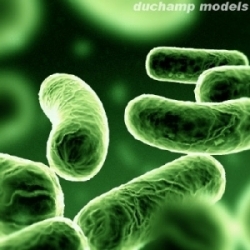 bacteria