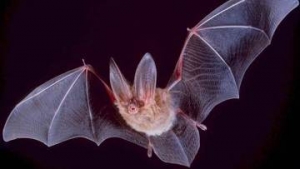 bat