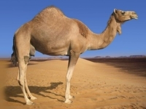 camel