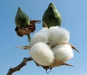 cotton