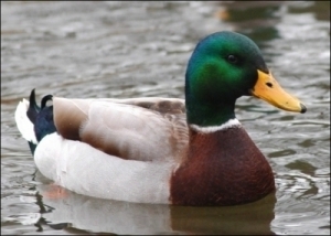 duck