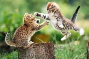 fight