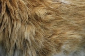 fur