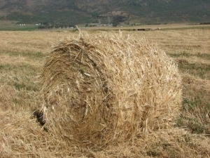 hay