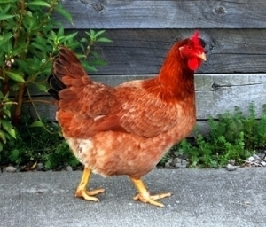 hen