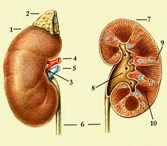 kidney