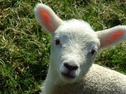 lamb