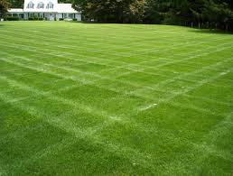 lawn