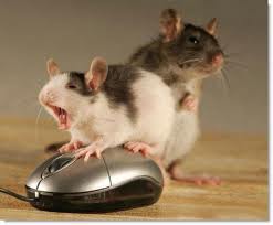 mouse