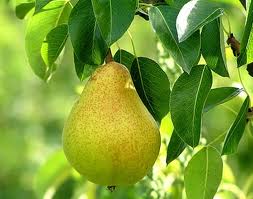 pear