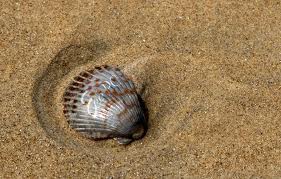 shell