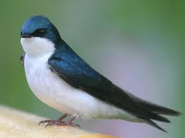 swallow