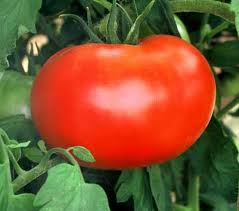 tomato