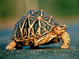 tortoise